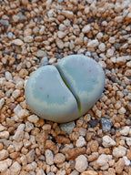 C084 	Lithops dinteri ssp. dinteri v. brevis