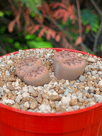 Lithops Fulviceps | 2 cabezas