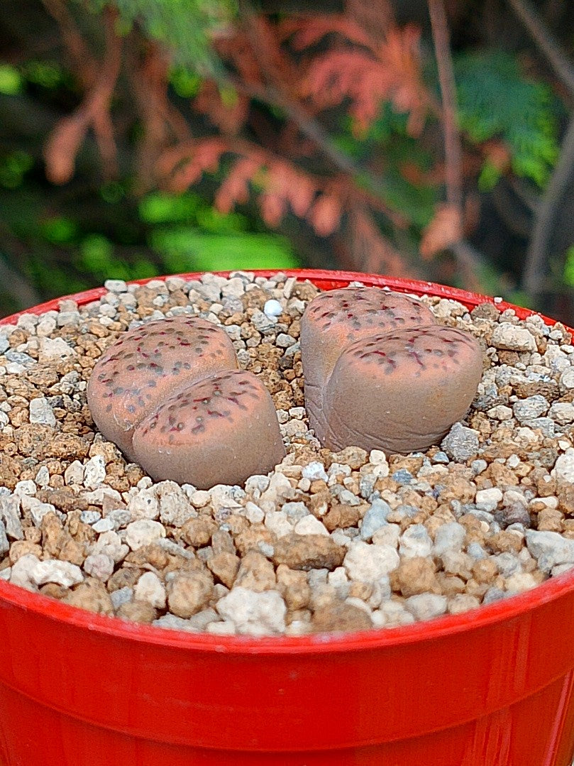 Lithops Fulviceps | 2 cabezas