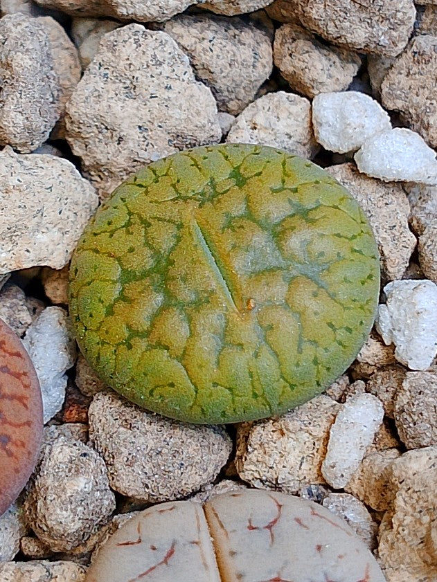 C395 	Lithops aucampiae ssp. aucampiae v. aucampiae 'Jackson’s Jade'