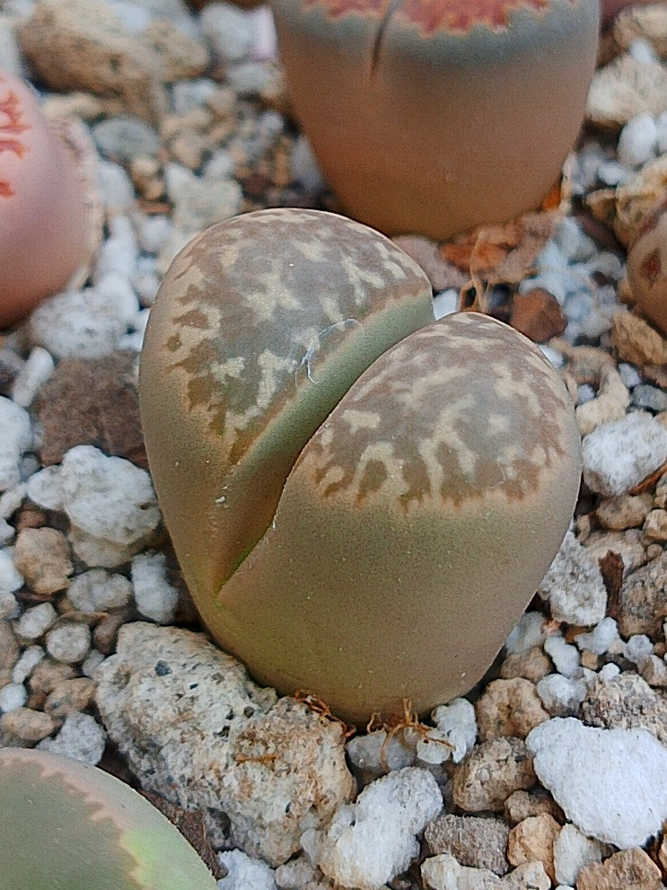 C274 	Lithops geyeri