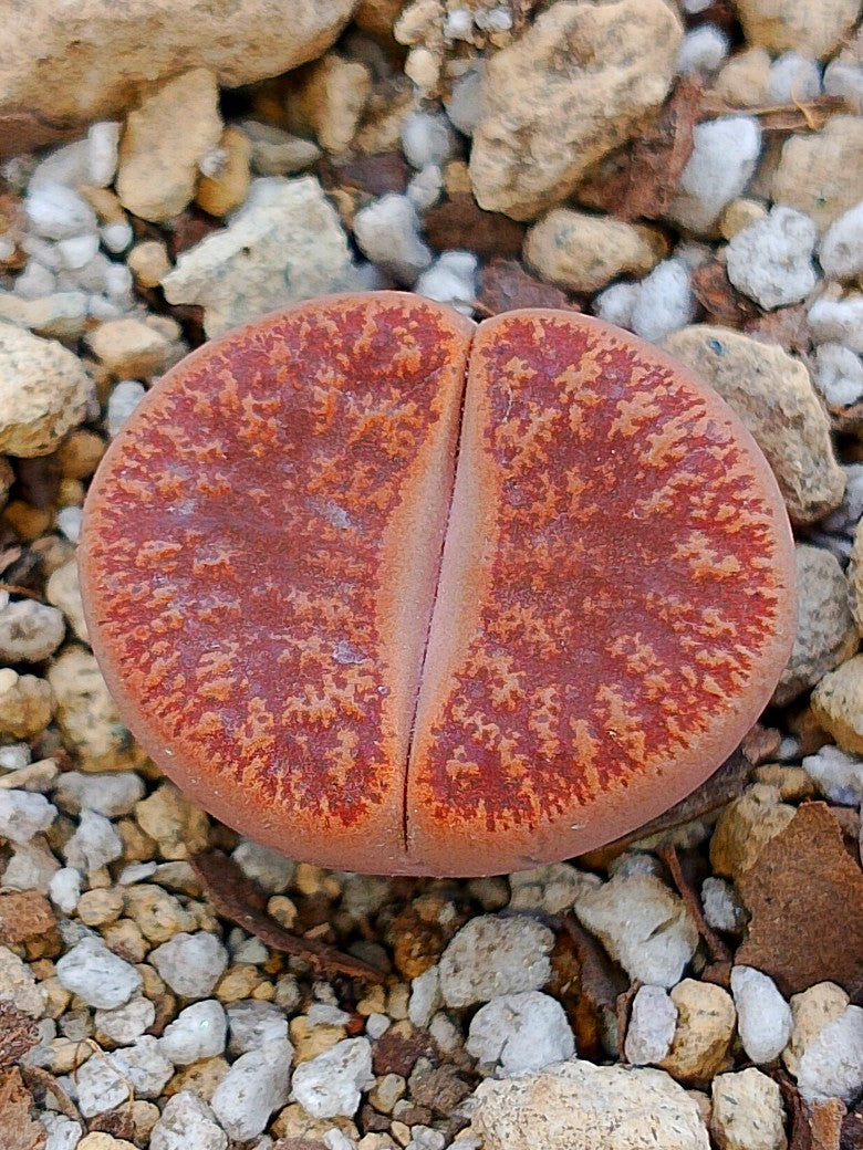 C029 	Lithops lesliei ssp. lesliei v. lesliei