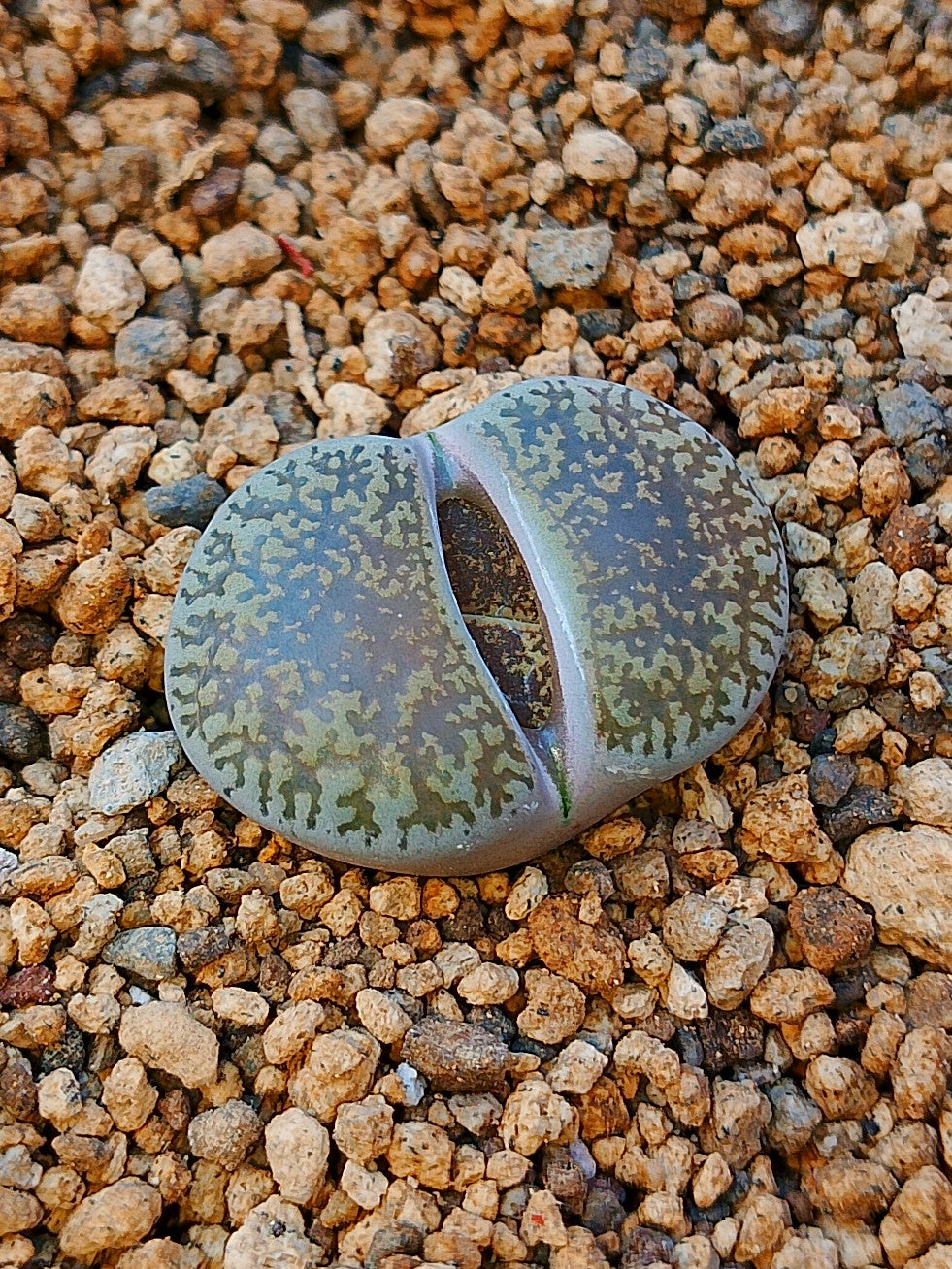 C153 	Lithops lesliei ssp. lesliei v. venteri (syn. maraisii)