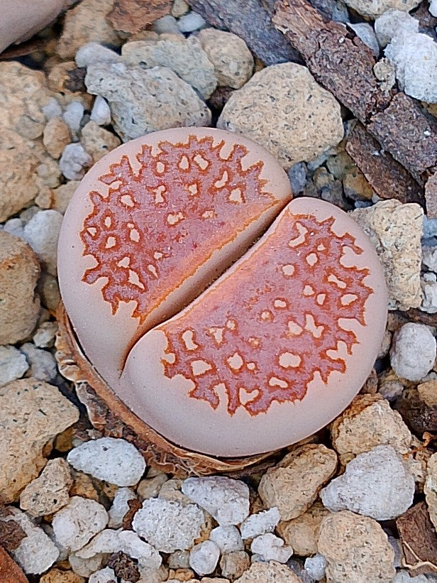 C063 	Lithops julii ssp. julii