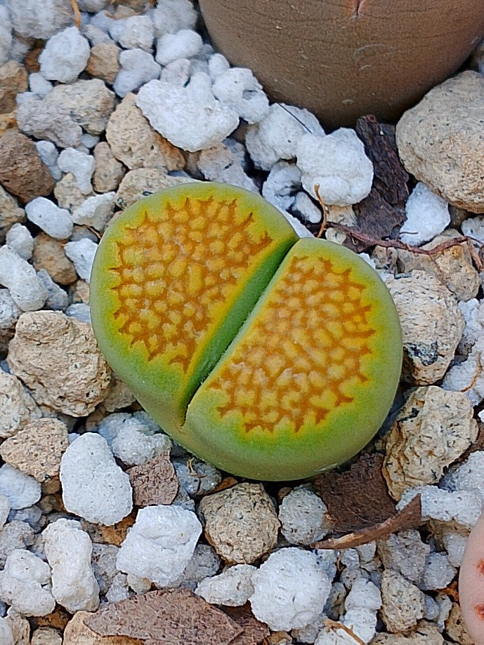 C111A Lithops hallii v. ochracea 'Green Soapstone' E