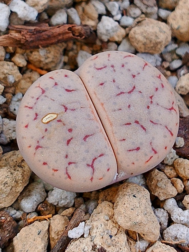 C264 	Lithops pseudotruncatella ssp. pseudotruncatella v. pseudotruncatella (pallid Form)