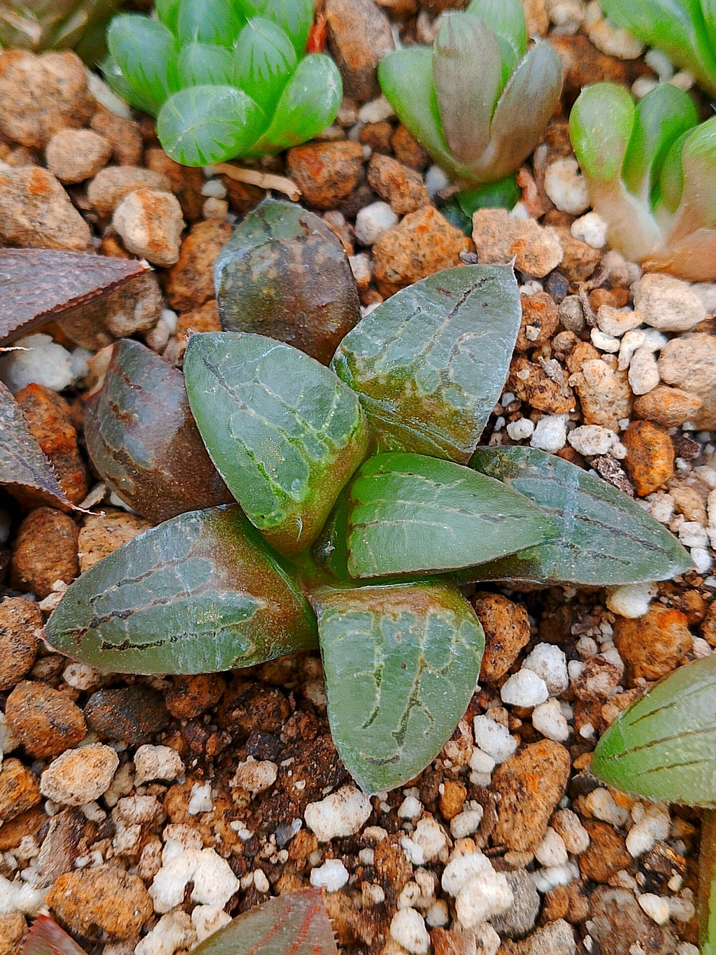 Haworthia RG E | maceta 3"