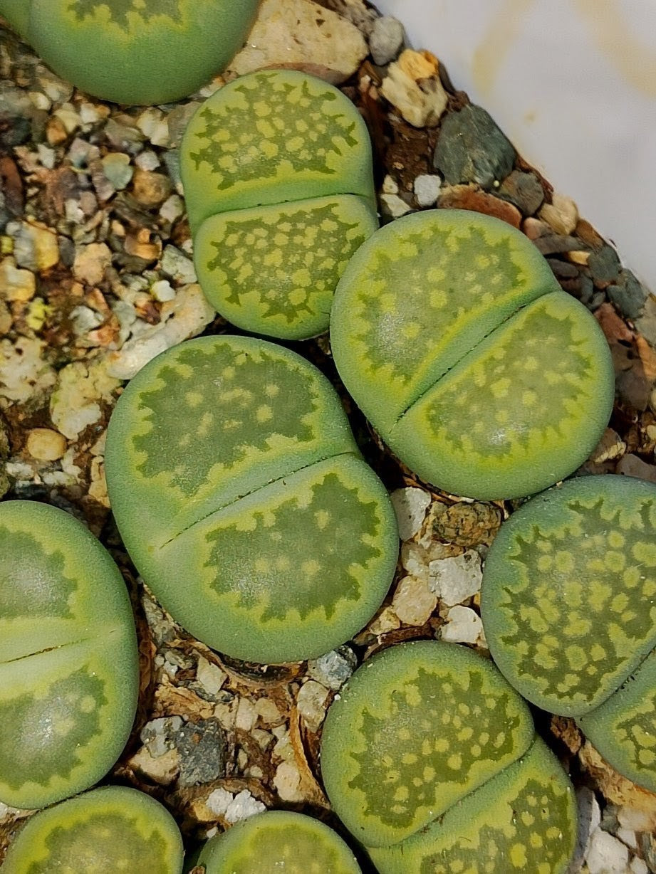 C351A Lithops Salicola 'Malachite'