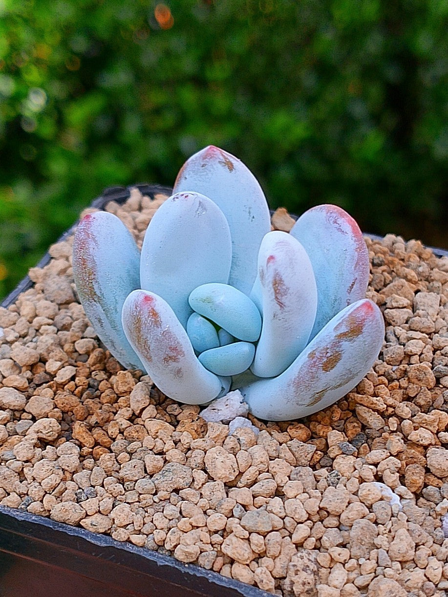 Jeronimoa Cuicatecana| maceta 2"