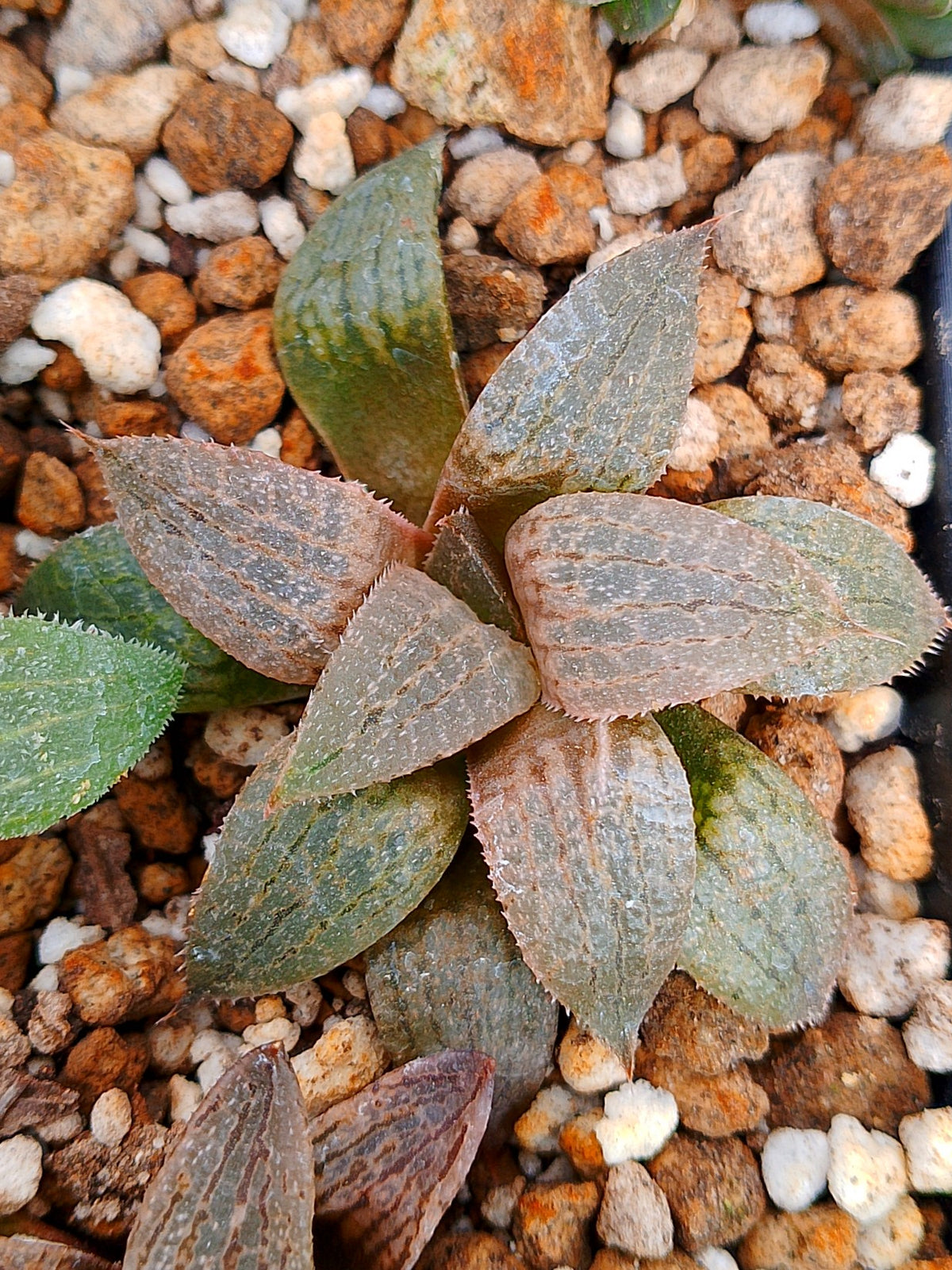 Haworthia RG H | maceta 3"