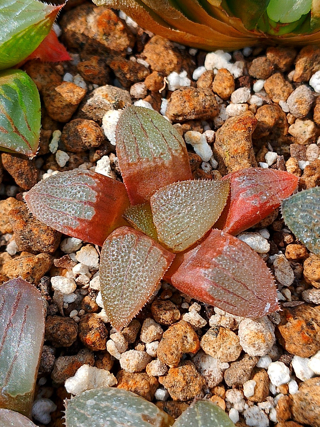 Haworthia RG M | maceta 2"
