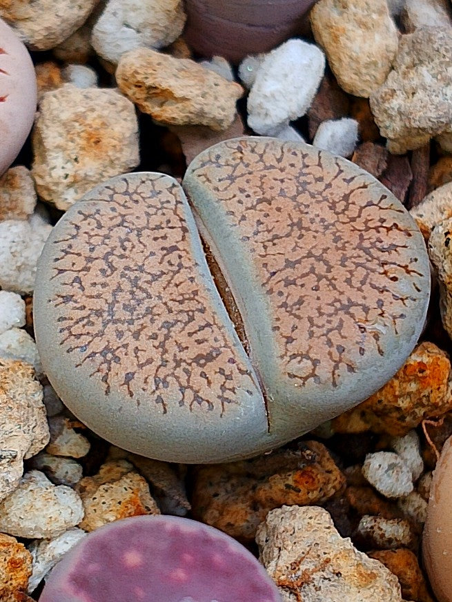 C308 	Lithops lesliei ssp. burchellii