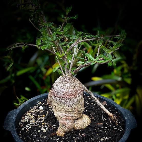 Fookea Edulis (Caudex) | maceta 2"