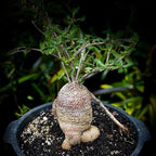 Fookea Edulis (Caudex) | maceta 2"