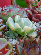 Sedeveria Pudgy variegada