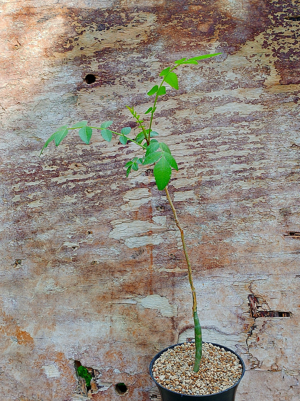 Bursera fagaroides