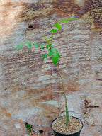 Bursera fagaroides