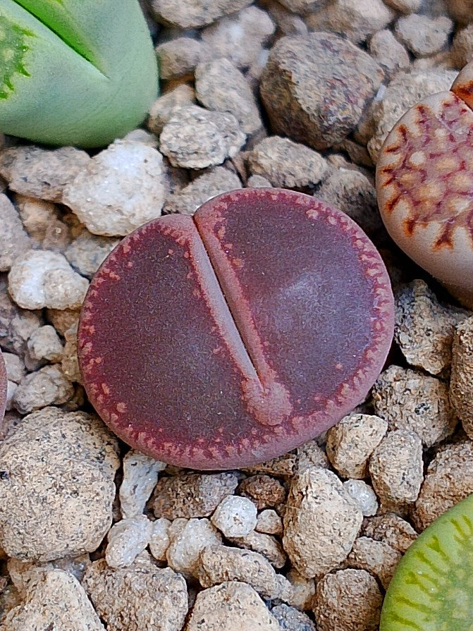 Lithops aucampiae 'Halo' (Antes Lithops Aucampiae 'KO'