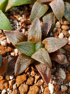 Haworthia RG J | maceta 3"