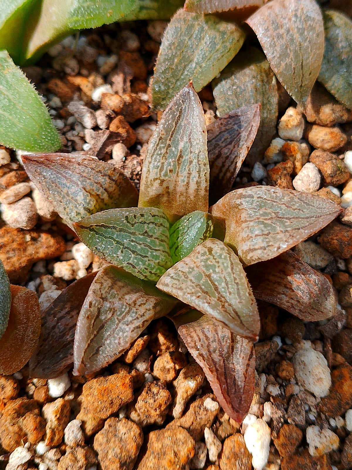 Haworthia RG J | maceta 3"