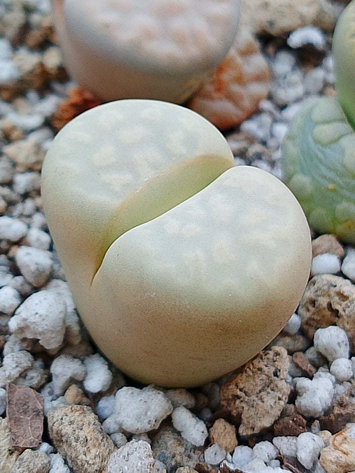 C224 	Lithops karasmontana ssp. karasmontana v. aiaisensis