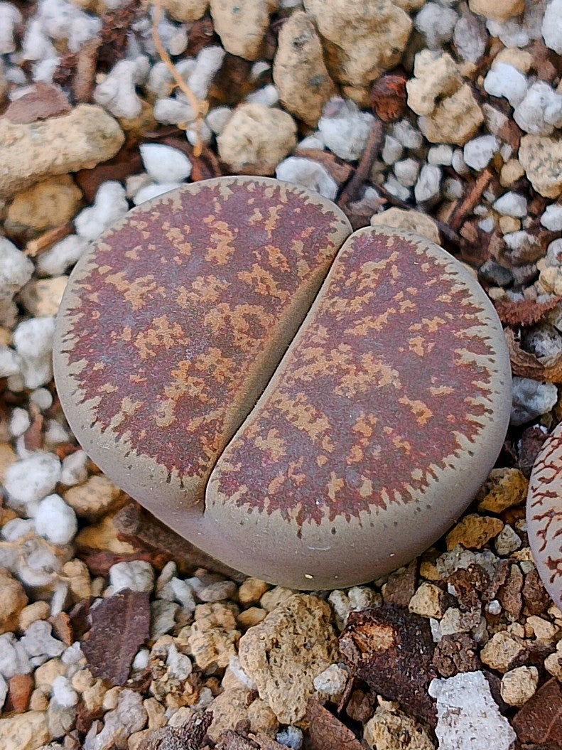 Cl012 Lithops Leslie