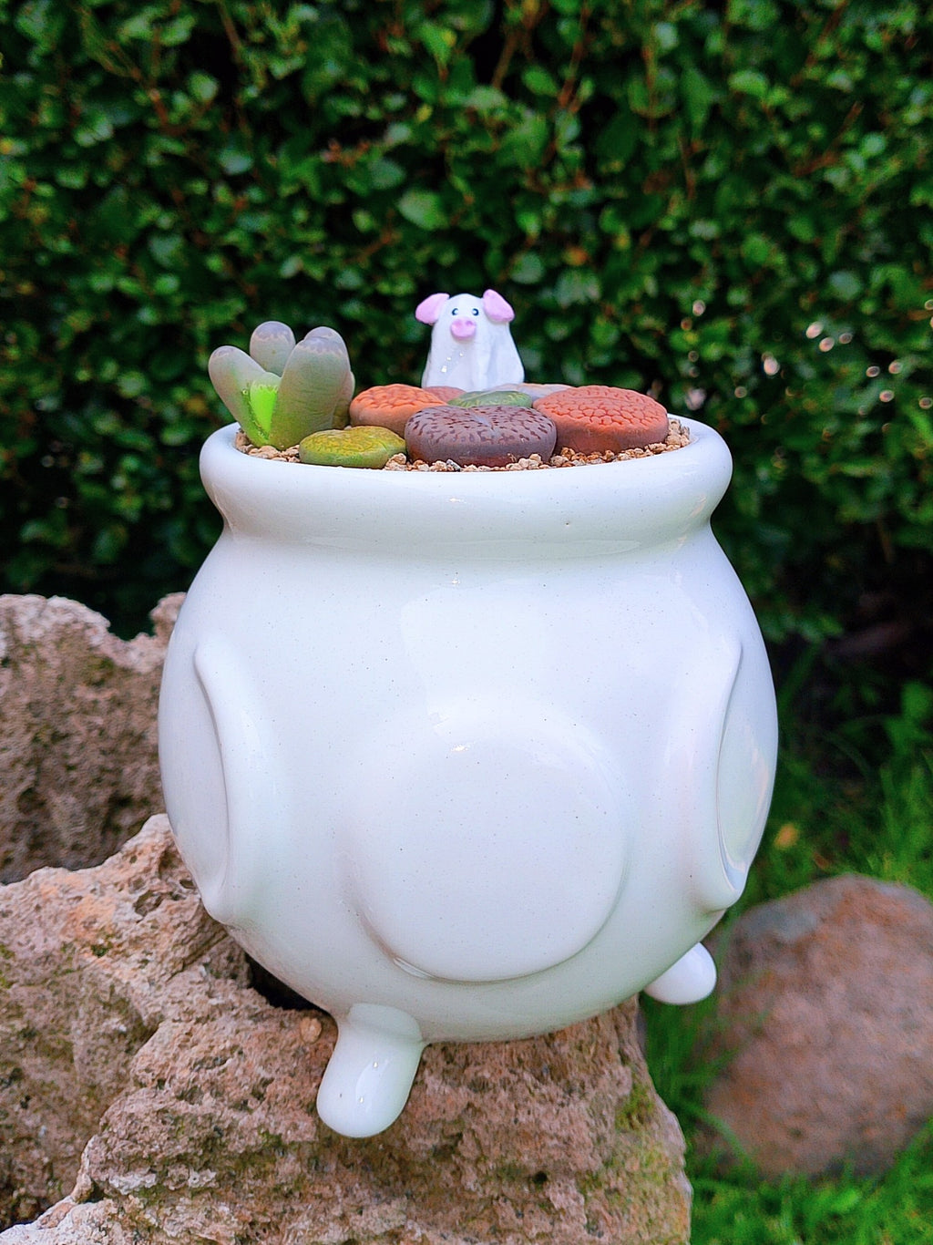 Paquete lithops Mix - Caldero puerquifantasma
