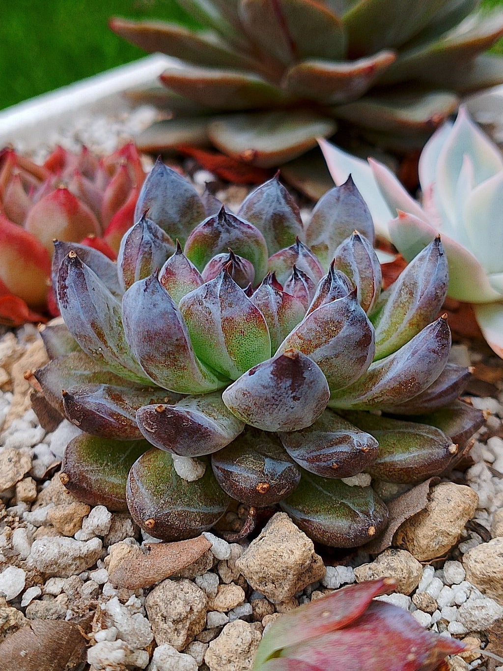 Echeveria Gemstone C