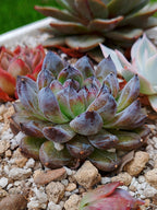 Echeveria Gemstone C