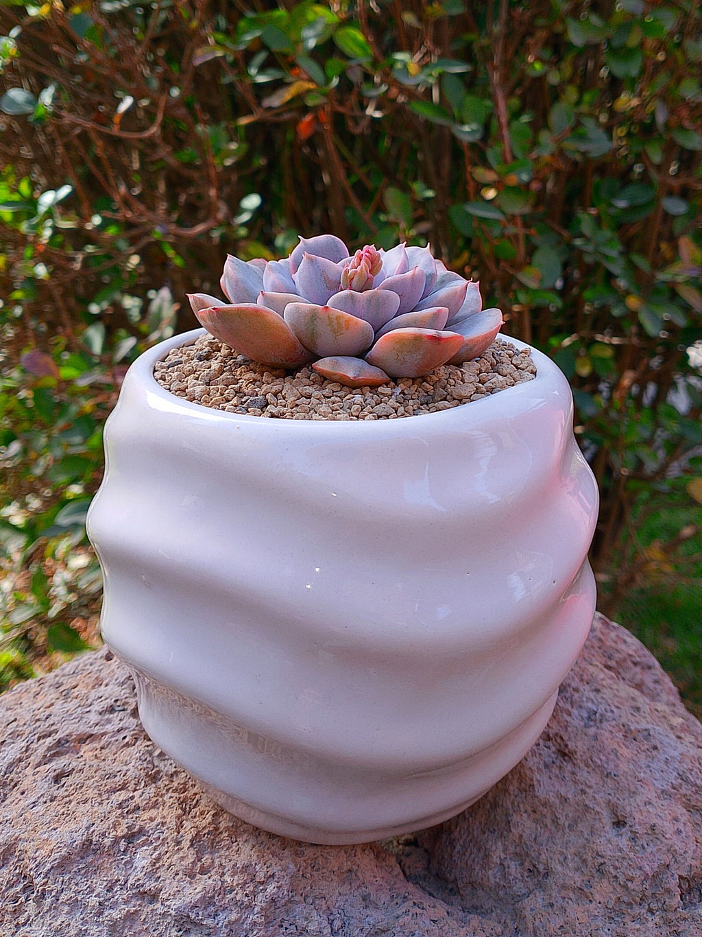 Echeveria pinky punky variegada