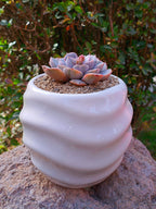 Echeveria pinky punky variegada