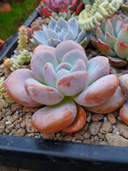 Pachyveria Peach Berry | maceta 4"