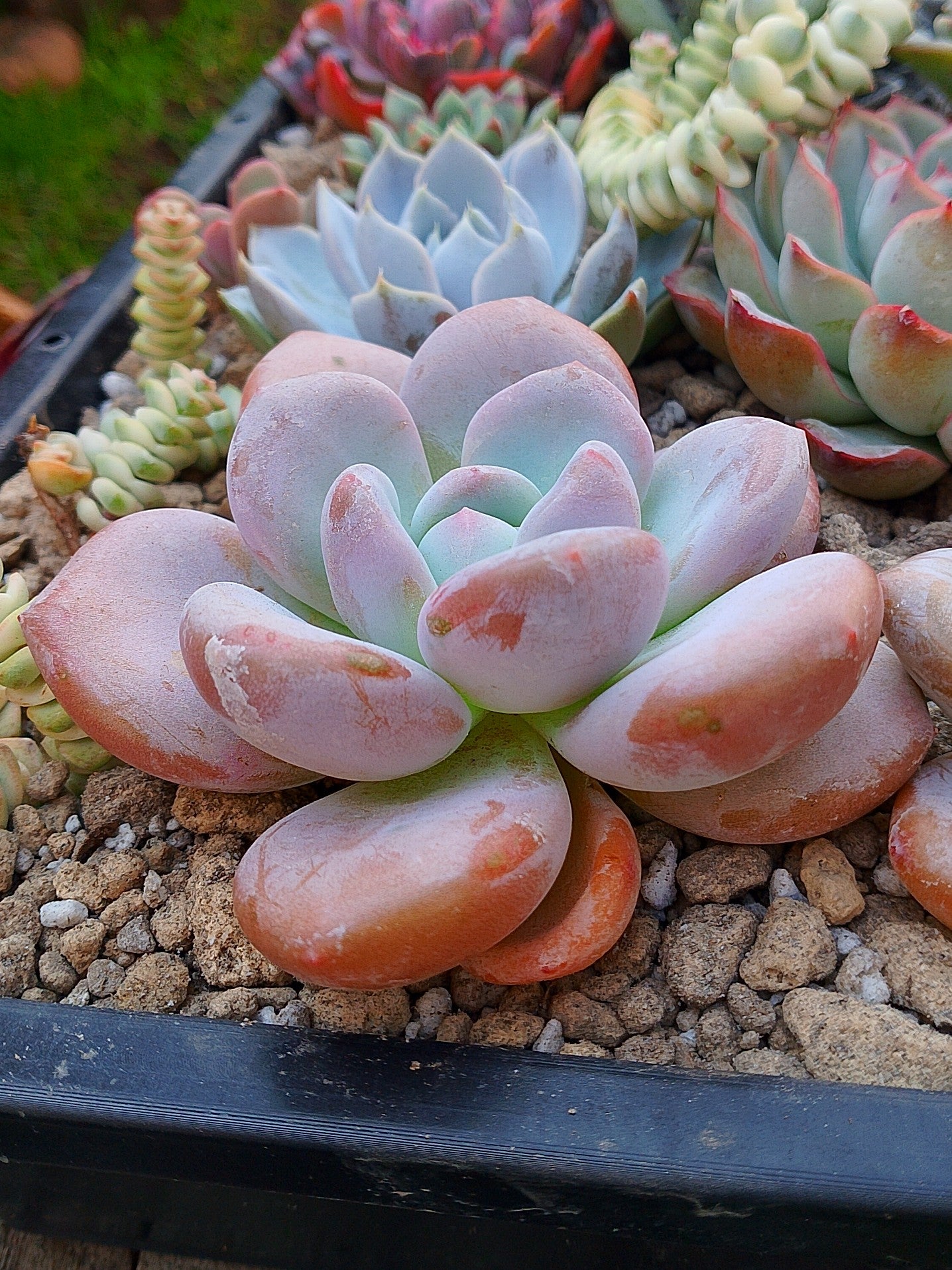 Pachyveria Peach Berry | maceta 4"