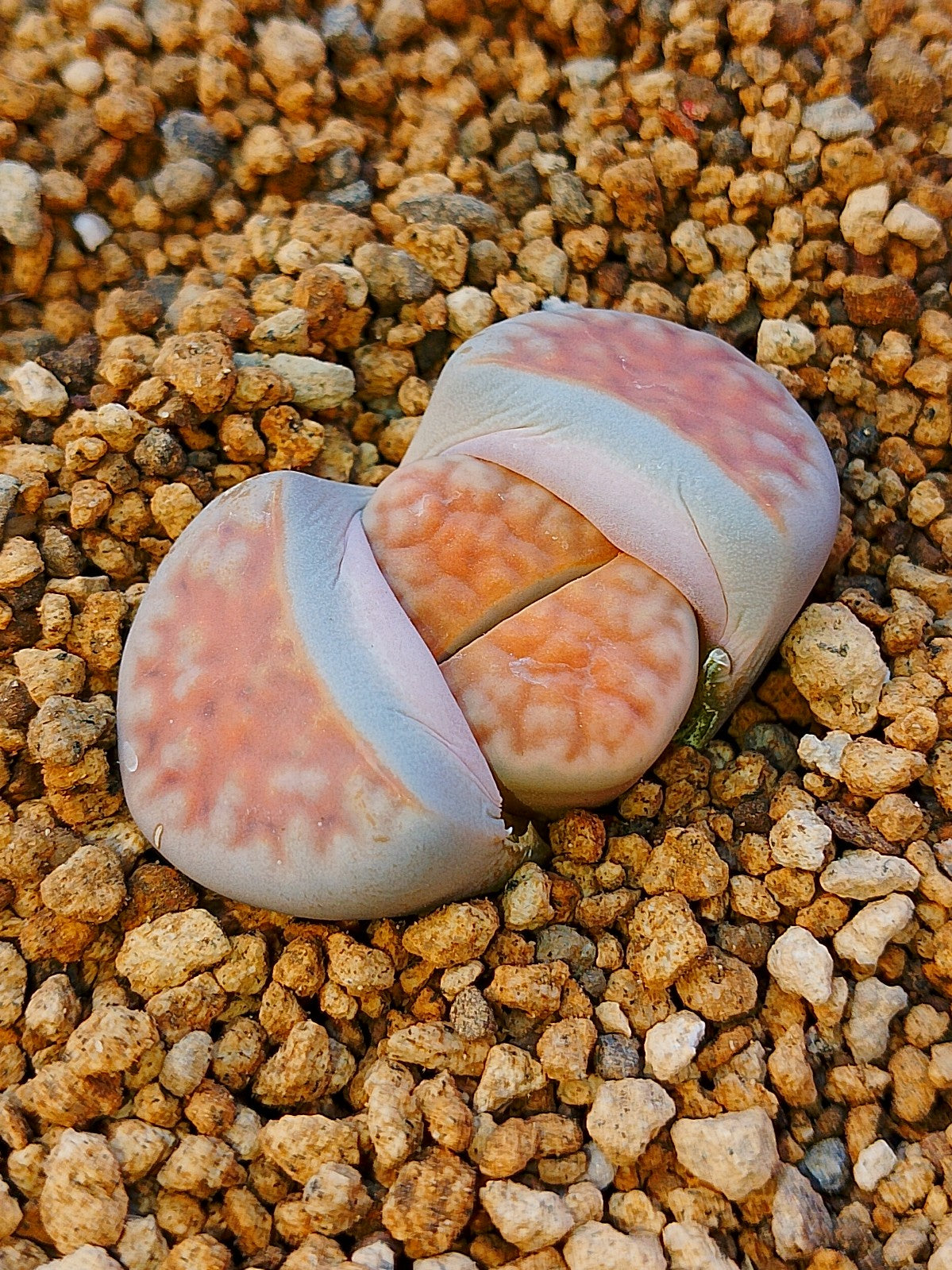 C168 	Lithops karasmontana ssp. karasmontana v. karasmontana (syn. mickbergensis)