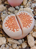 C064 	Lithops julii ssp. julii B