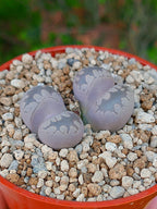 C280 Lithops Otzeniana | 2 cabezas