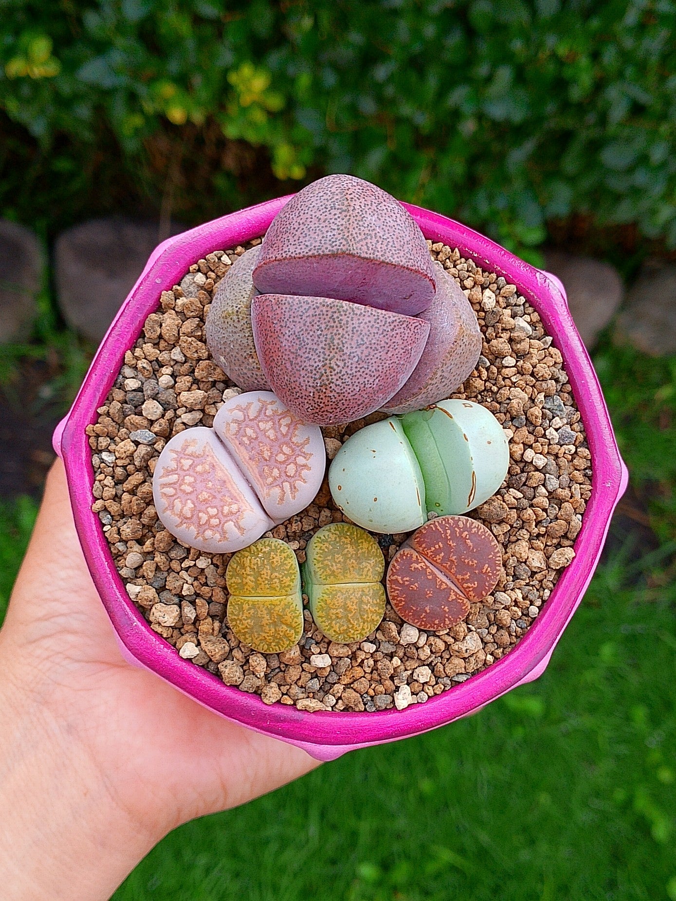 Paquete lithops Mix - circular E