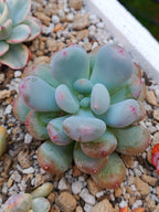 Pachyphytum Bubble gum| maceta 3"