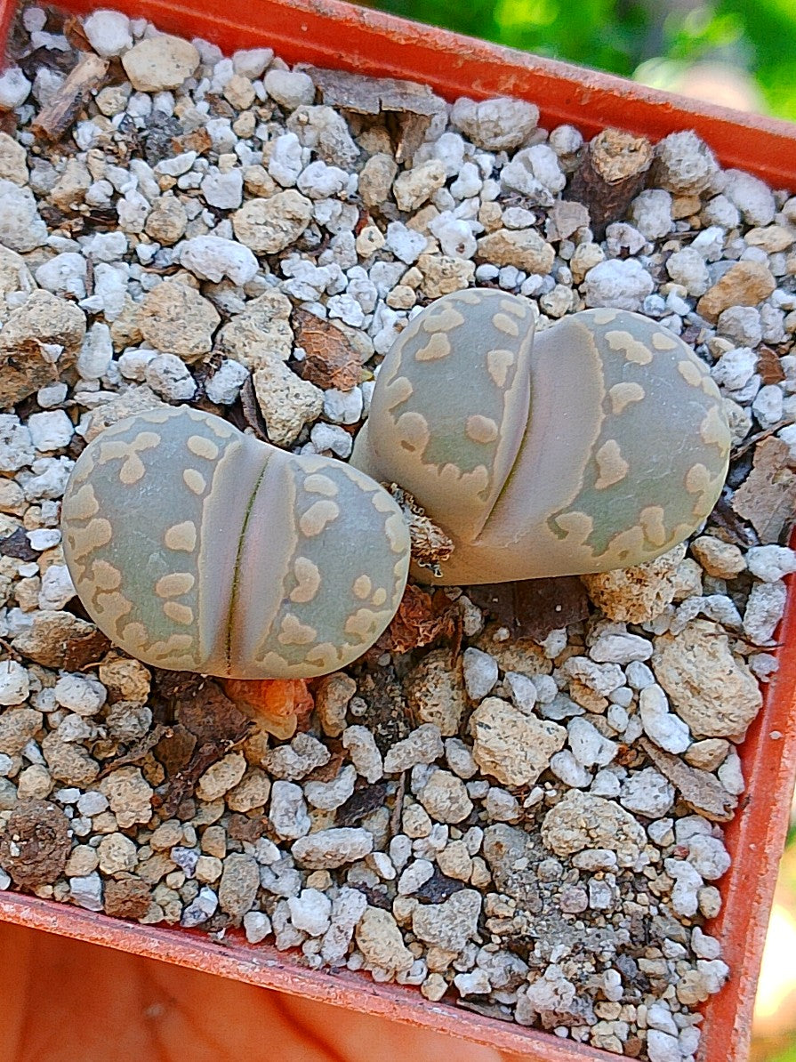 Lithops Otzeniana  | 2 cabezas