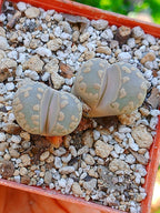 Lithops Otzeniana  | 2 cabezas