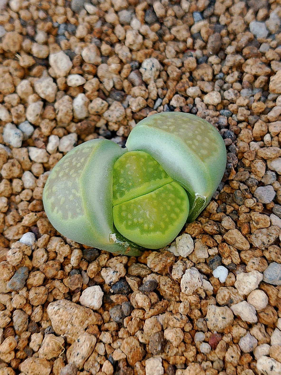 C111A Lithops hallii v. ochracea 'Green Soapstone'