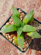 Haworthia RG Q | maceta 2"
