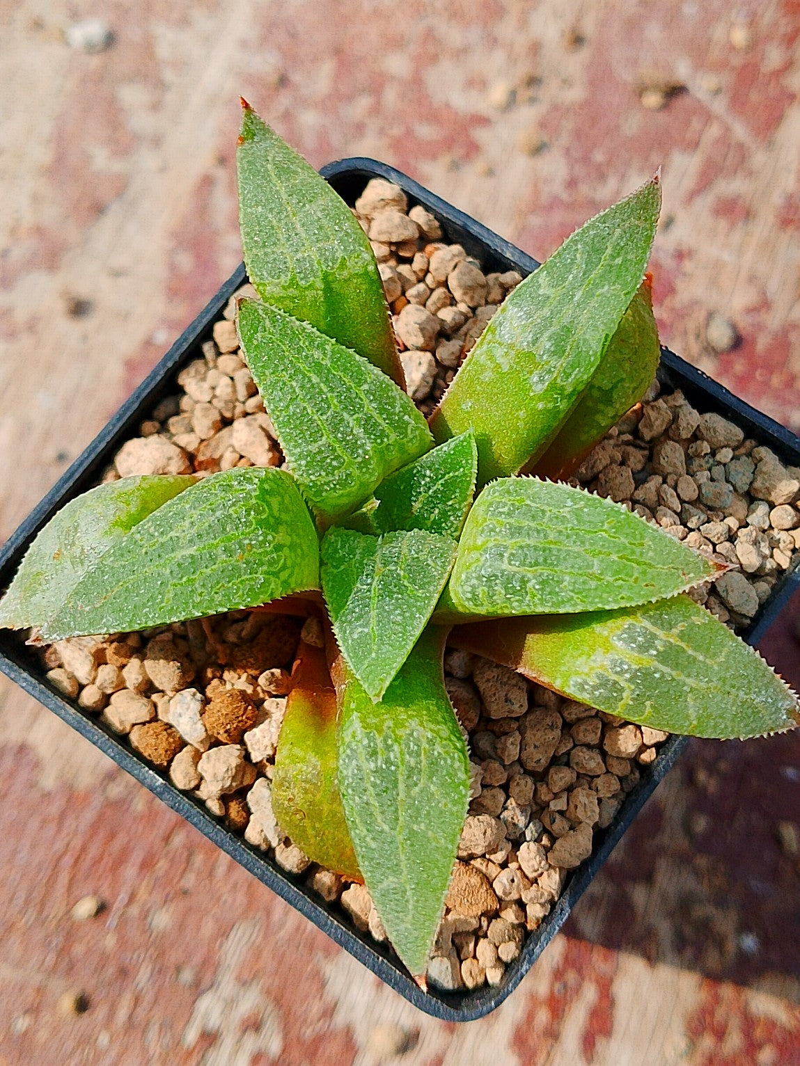 Haworthia RG Q | maceta 2"