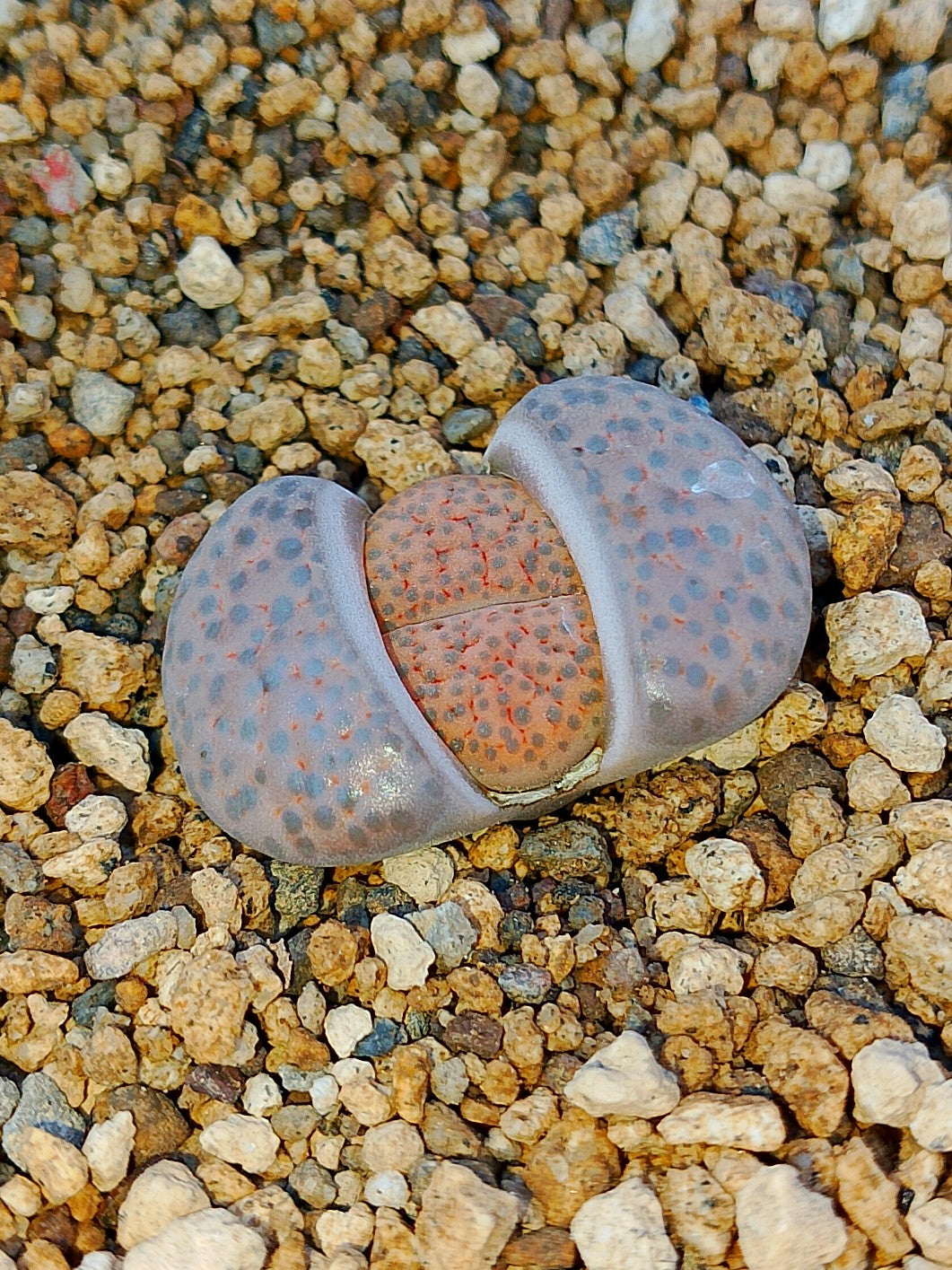 C220 	Lithops fulviceps v. fulviceps
