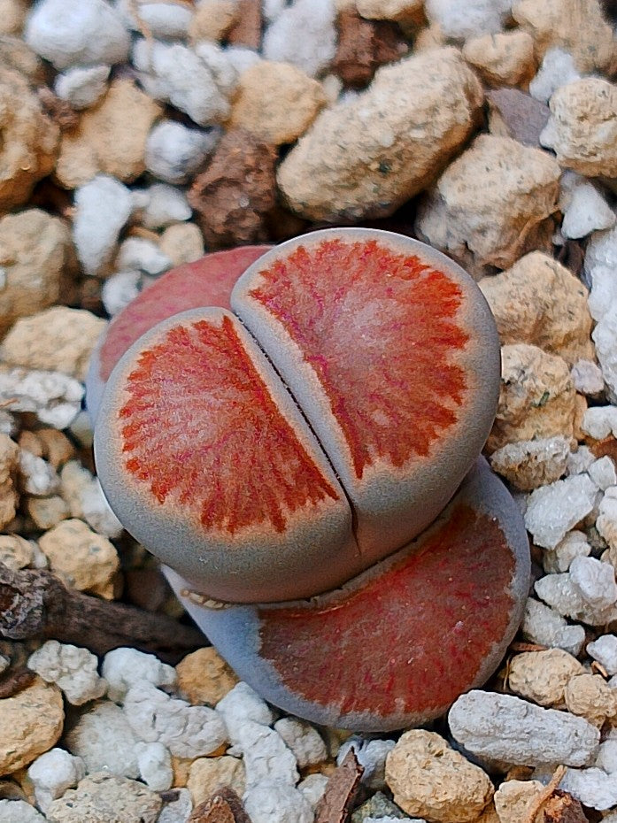 Lithops Julii 'kikushogiyoku' 2 años