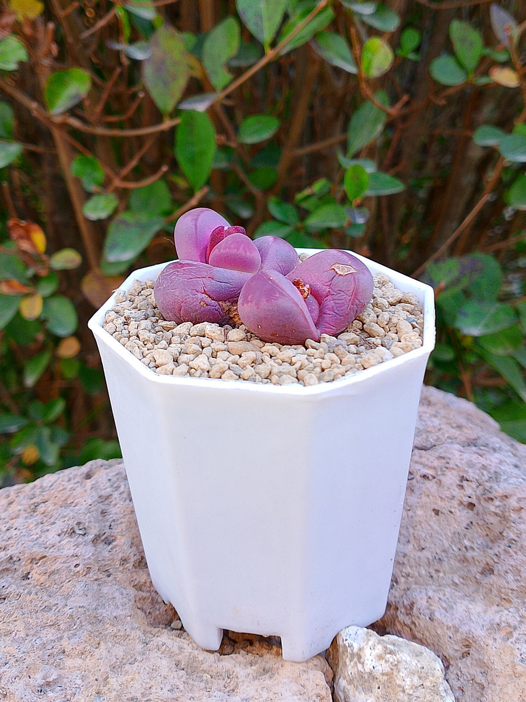 Lithops Optica Rubra 3