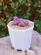 Lithops Optica Rubra 3
