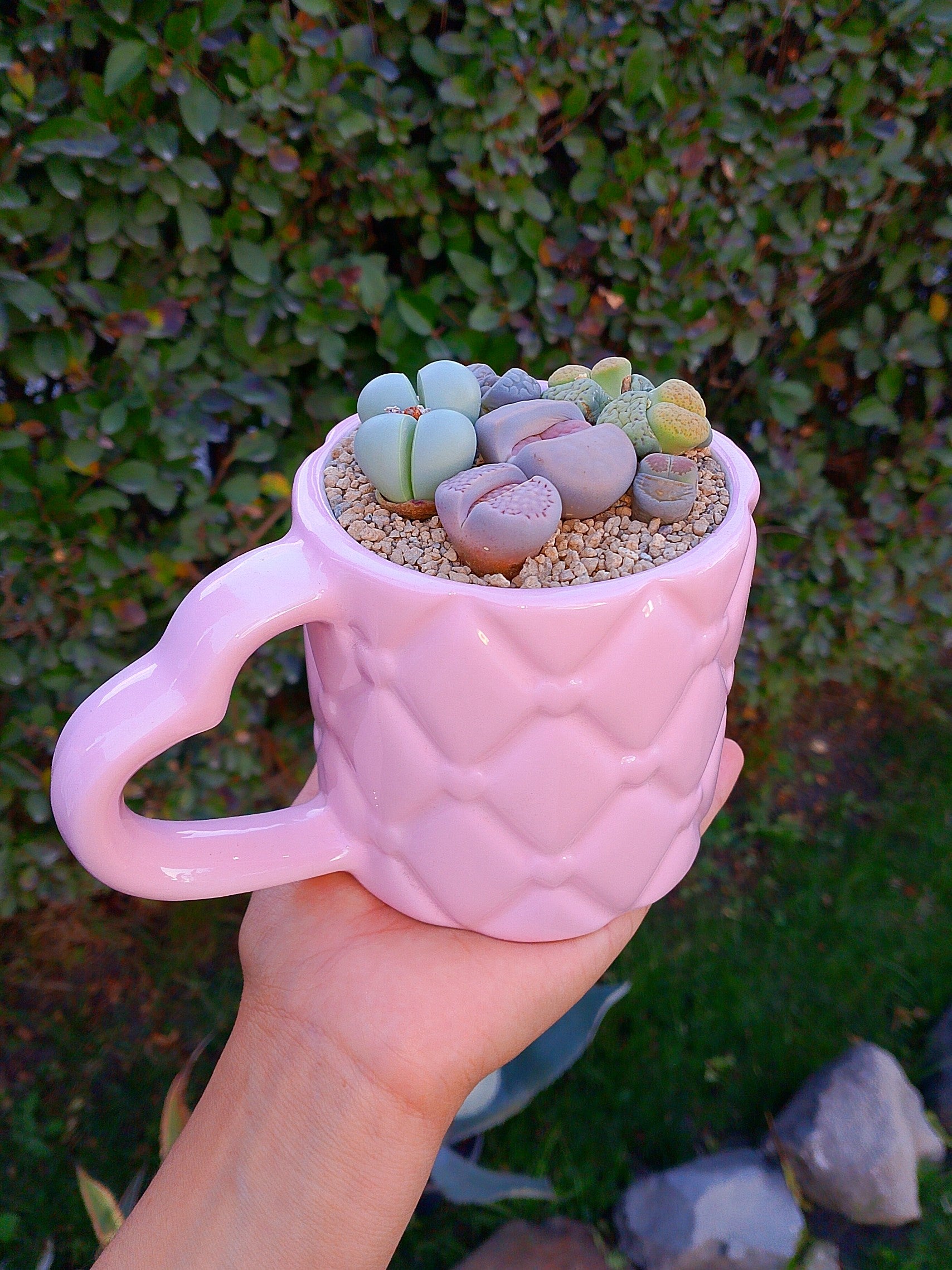 Paquete Africanas premium - Taza corazón A