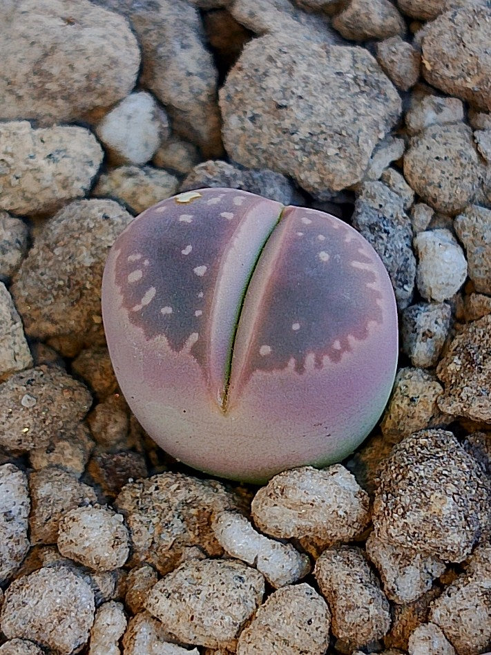 Lithops Olivacea v. Nebrownii 'Red olive'