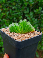 Haworthia Lime lemon A | maceta 2"